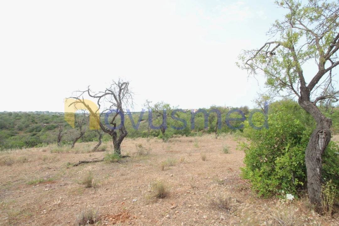 Quinta para Venda em Ferreiras Foto 6