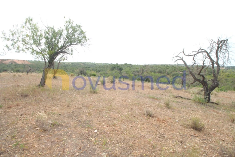 Quinta para Venda em Ferreiras Foto 5