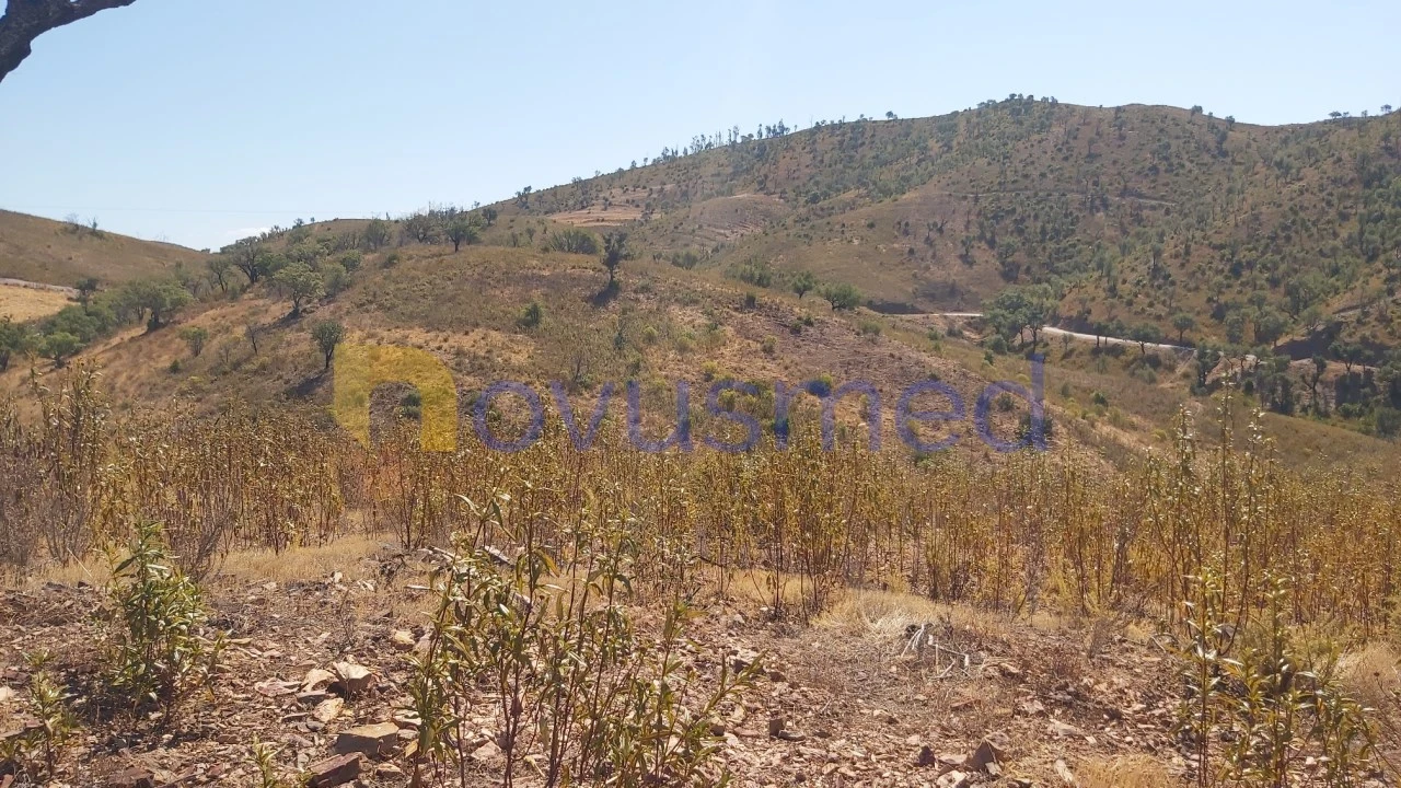 Quinta T36 para Venda em São Bartolomeu de Messines Foto 21