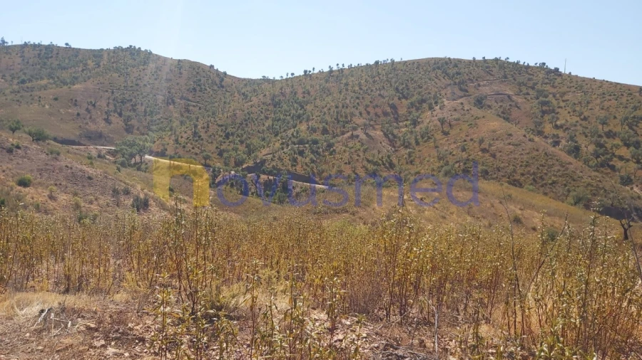 Quinta T36 para Venda em São Bartolomeu de Messines Foto 19