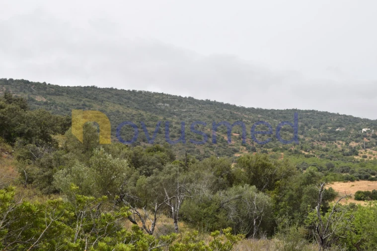 Terreno Agricola ou Rústico para Venda em Paderne Foto 14