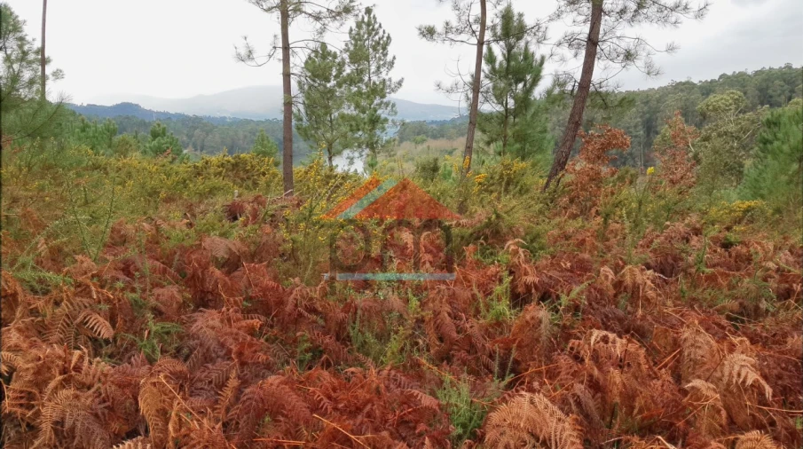 Terreno para Venda em Mazedo e Cortes Foto 3