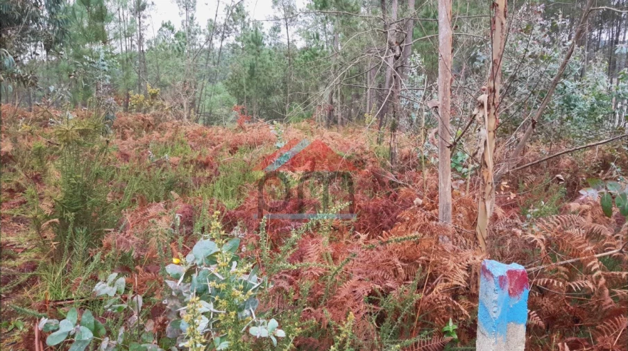 Terreno para Venda em Mazedo e Cortes Foto 5