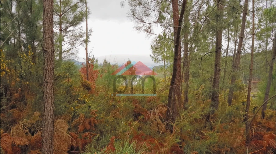 Terreno para Venda em Mazedo e Cortes Foto 7