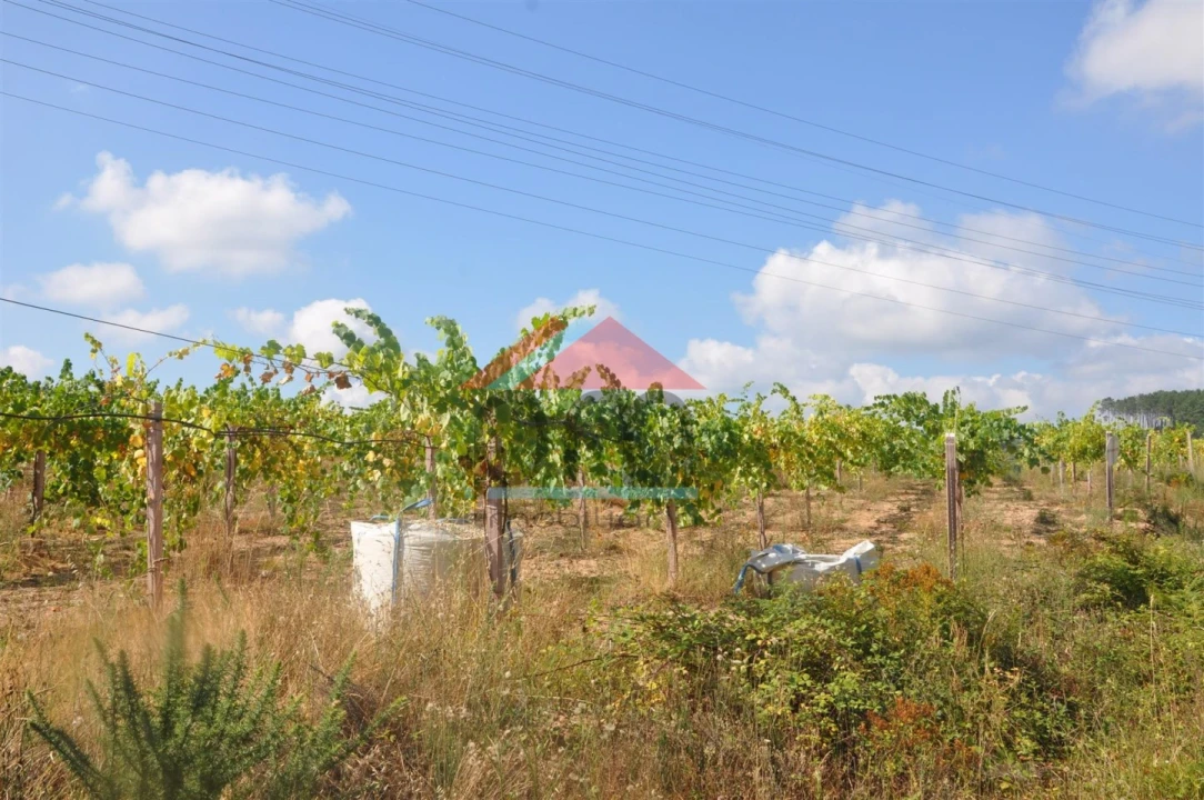 Terreno Agricola ou Rústico para Venda em Monção e Troviscoso Foto 4