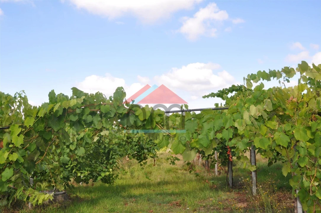Terreno Agricola ou Rústico para Venda em Mazedo e Cortes Foto 3