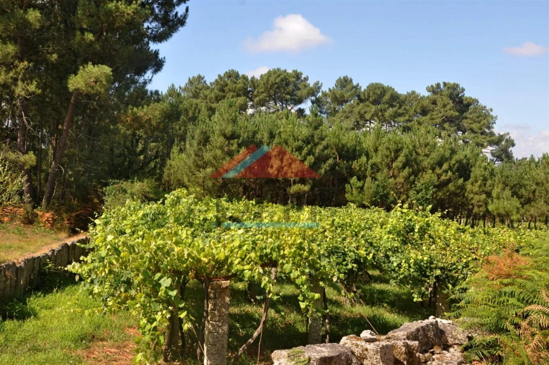 Terreno Agricola ou Rústico para Venda em Mazedo e Cortes Foto 4