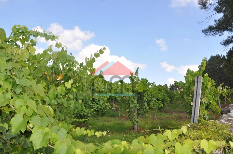 Terreno Agricola ou Rústico para Venda em Mazedo e Cortes Foto 2