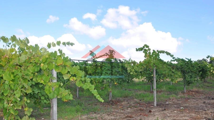 Terreno Agricola ou Rústico para Venda em Mazedo e Cortes