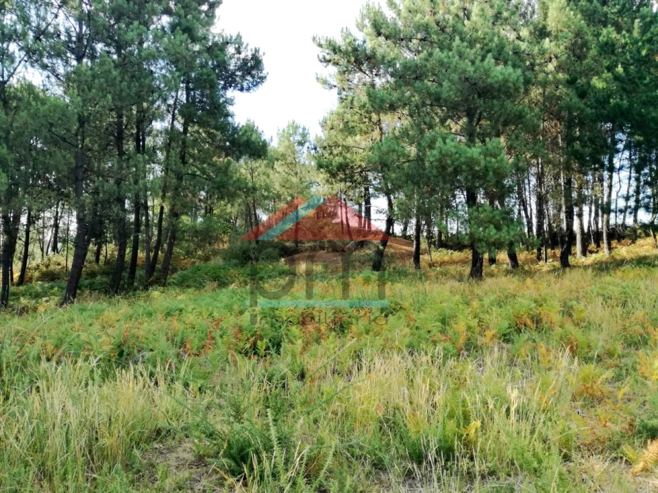 Terreno para Venda em Mazedo e Cortes Foto 2