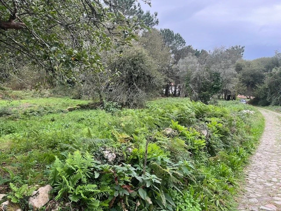 Terreno para Venda em Afife Foto 5