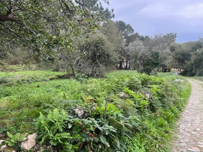 Terreno para Venda em Afife Foto 5