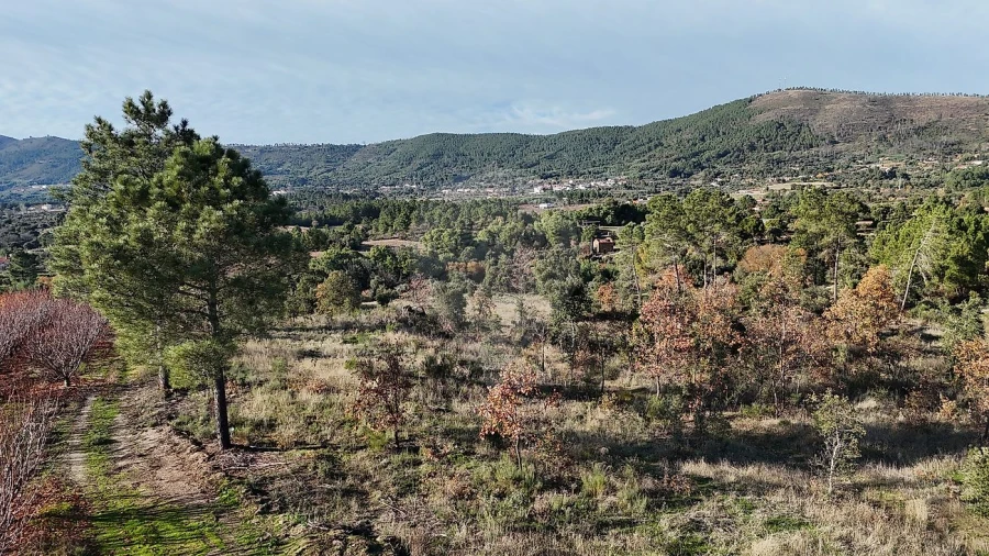 Terreno para Venda em Vale de Prazeres e Mata da Rainha Foto 7