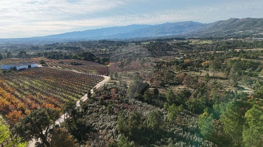 Terreno para Venda em Vale de Prazeres e Mata da Rainha Foto 12