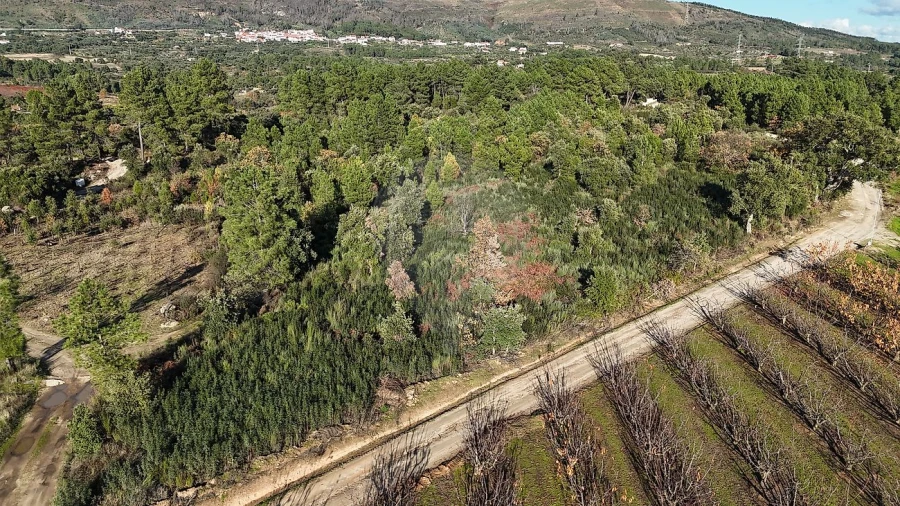 Terreno para Venda em Vale de Prazeres e Mata da Rainha Foto 2