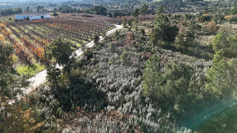 Terreno para Venda em Vale de Prazeres e Mata da Rainha Foto 4