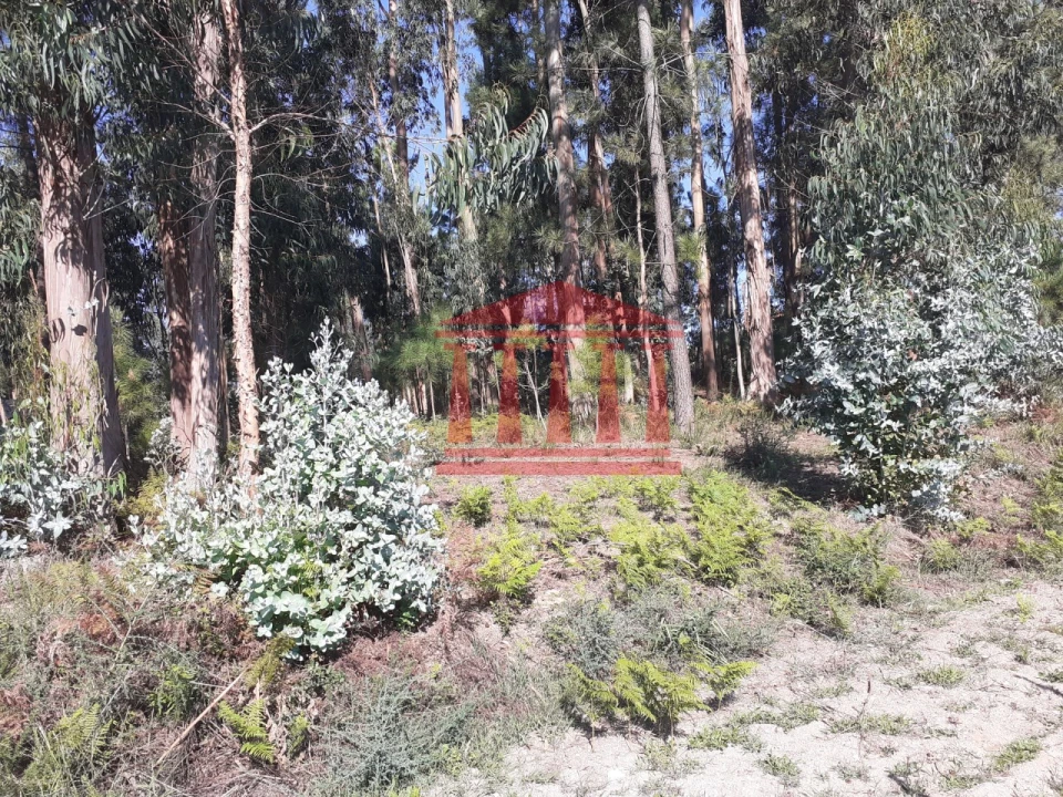 Terreno para Venda em Varzea Foto 6