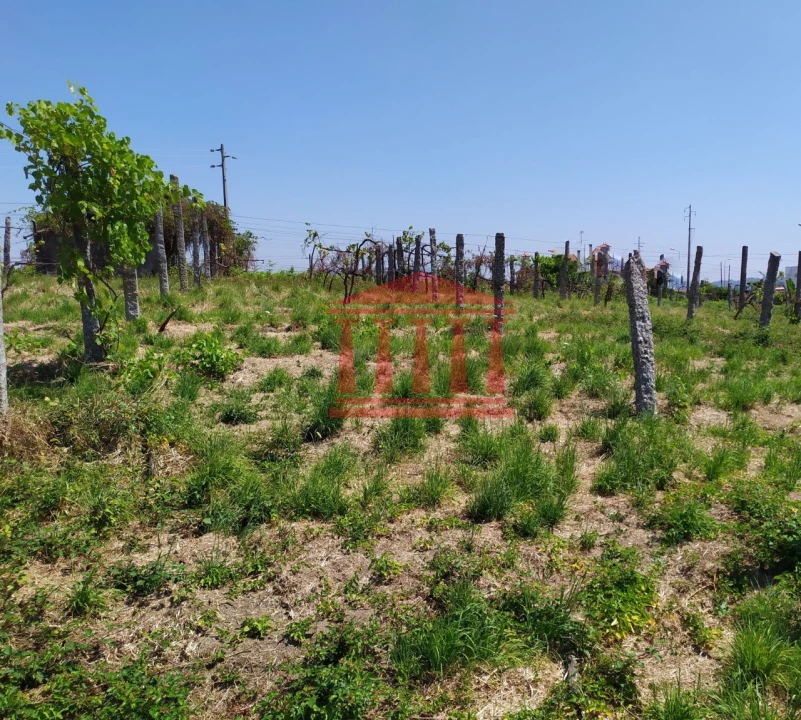 Terreno para Venda em Silveiros e Rio Covo (Santa Eulália) Foto 3