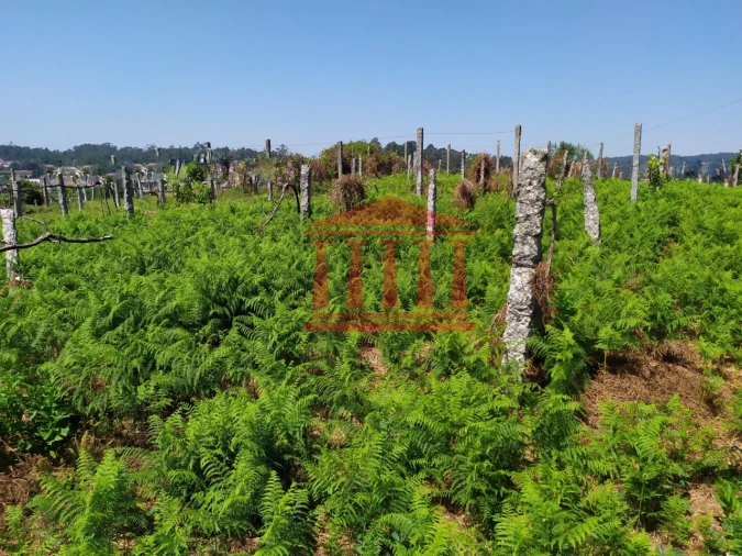 Terreno para Venda em Silveiros e Rio Covo (Santa Eulália) Foto 7