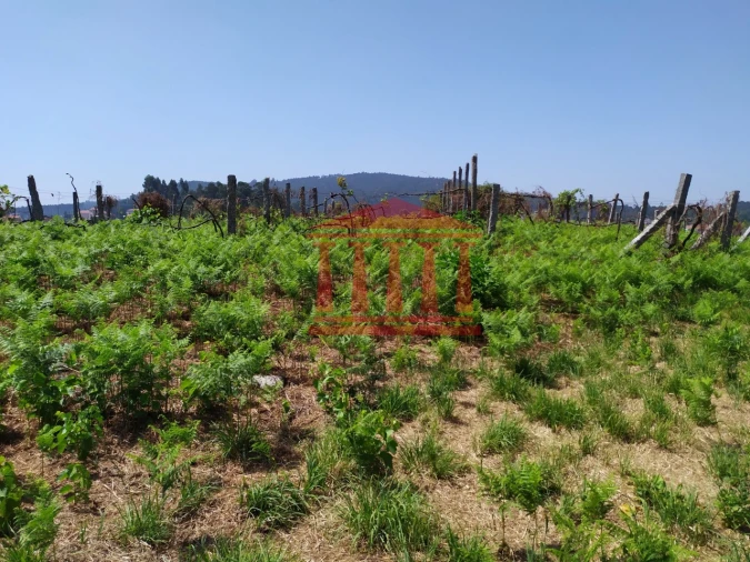 Terreno para Venda em Silveiros e Rio Covo (Santa Eulália) Foto 8