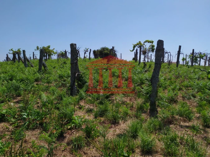 Terreno para Venda em Silveiros e Rio Covo (Santa Eulália) Foto 11