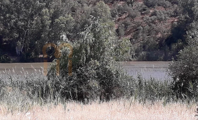 Terreno Agricola ou Rústico para Venda em Alcoutim e Pereiro Foto 4