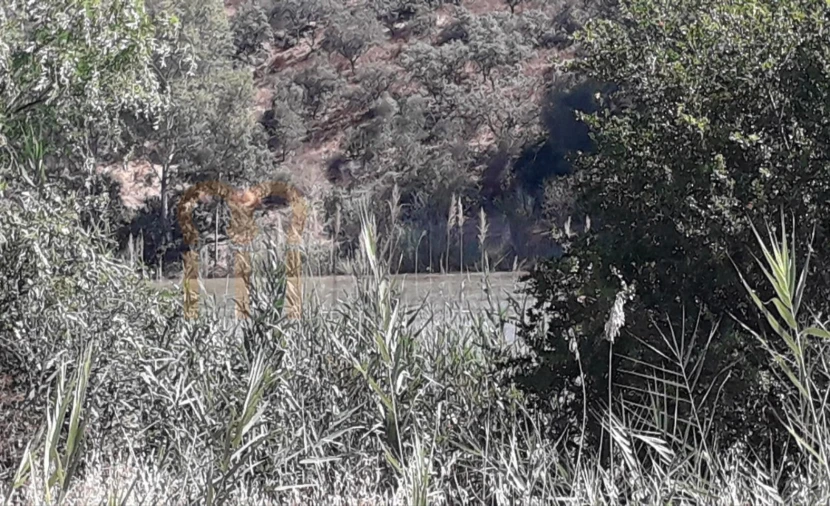 Terreno Agricola ou Rústico para Venda em Alcoutim e Pereiro Foto 7