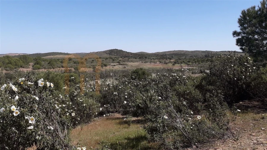 Terreno Agricola ou Rústico para Venda em Alcoutim e Pereiro Foto 6