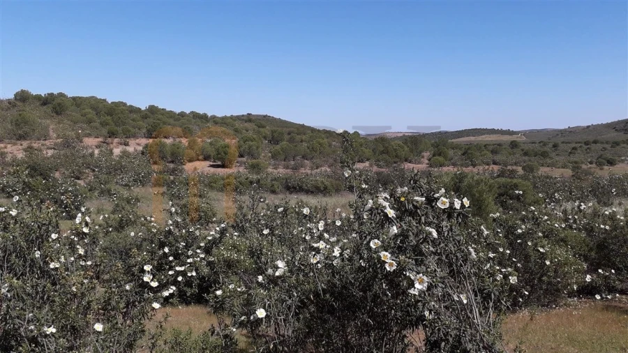 Terreno Agricola ou Rústico para Venda em Alcoutim e Pereiro Foto 7