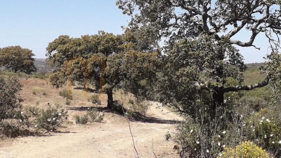 Terreno Agricola ou Rústico para Venda em Alcoutim e Pereiro