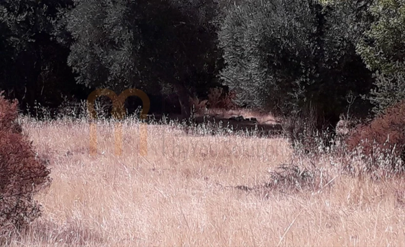 Terreno Agricola ou Rústico para Venda em Alcoutim e Pereiro