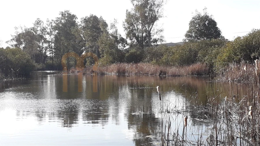Quinta para Venda em São Miguel do Pinheiro, São Pedro de Solis, São Sebastião dos Carros Foto 5
