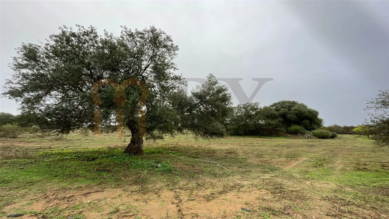 Quinta T4 para Venda em Serpa (Salvador e Santa Maria) Foto 16