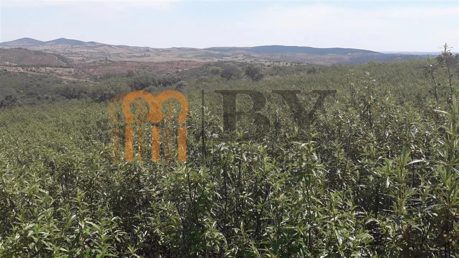 Quinta para Venda em Alcaria Ruiva Foto 3