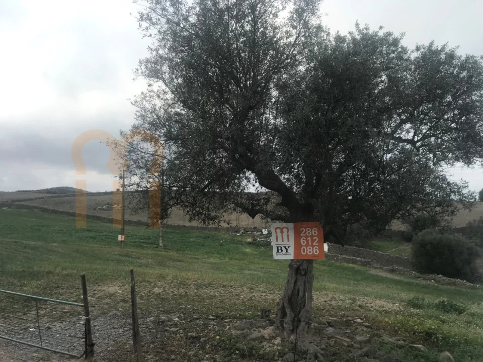 Terreno para Venda em São Miguel do Pinheiro, São Pedro de Solis, São Sebastião dos Carros Foto 4