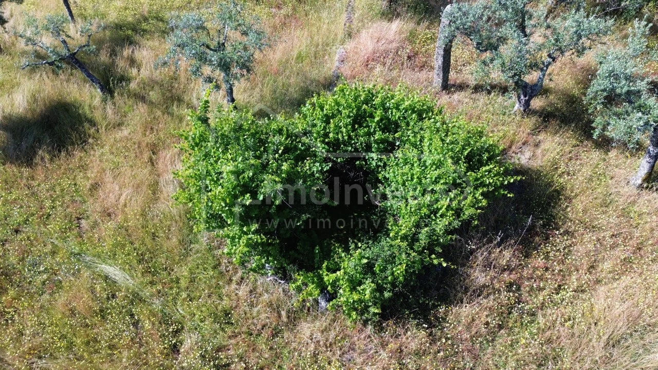 Terreno Agricola ou Rústico para Venda em Póvoa de Rio de Moinhos e Cafede Foto 3