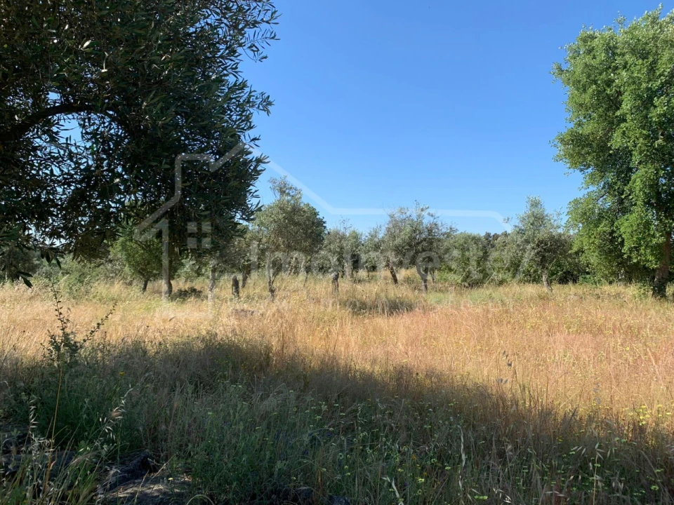 Terreno Agricola ou Rústico para Venda em Póvoa de Rio de Moinhos e Cafede Foto 9