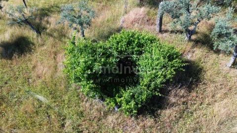 Terreno Agricola ou Rústico para Venda em Póvoa de Rio de Moinhos e Cafede