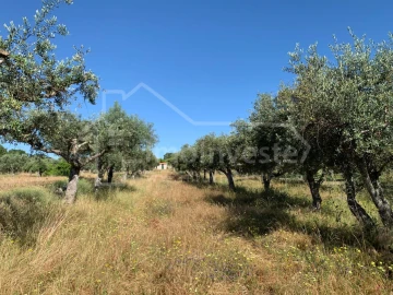 Terreno Agricola ou Rústico para Venda em Póvoa de Rio de Moinhos e Cafede