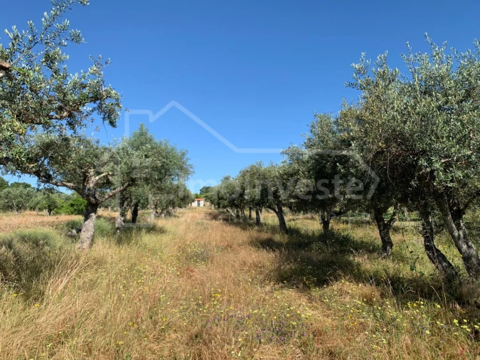 Terreno Agricola ou Rústico para Venda em Póvoa de Rio de Moinhos e Cafede Foto 7