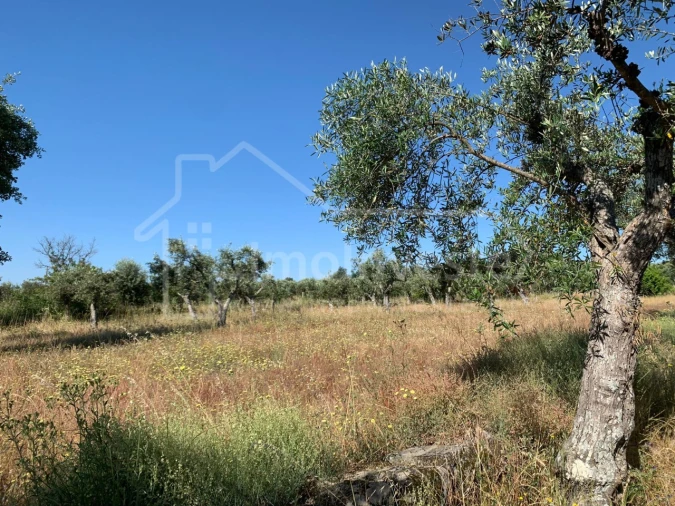 Terreno Agricola ou Rústico para Venda em Póvoa de Rio de Moinhos e Cafede Foto 8