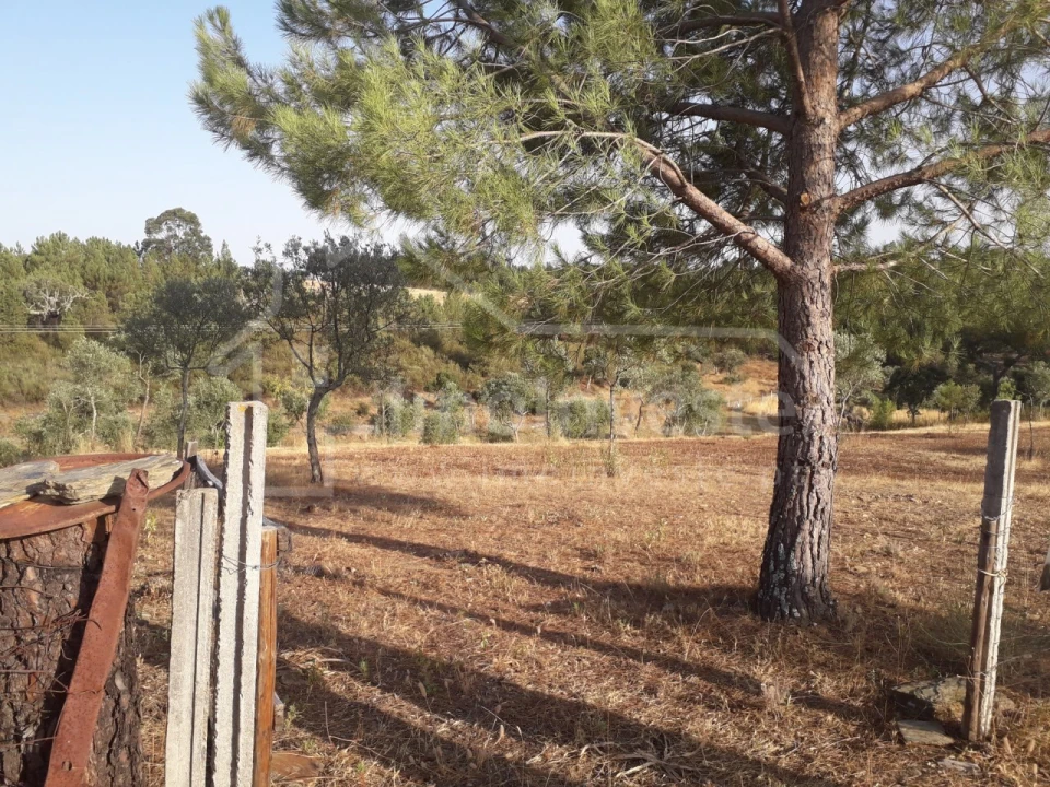 Terreno Agricola ou Rústico para Venda em Benquerenças Foto 1