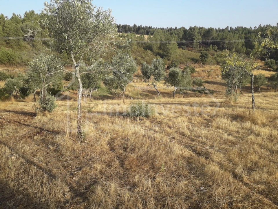 Terreno Agricola ou Rústico para Venda em Benquerenças Foto 2