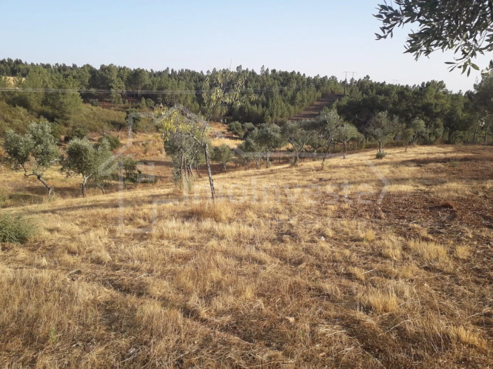 Terreno Agricola ou Rústico para Venda em Benquerenças Foto 3