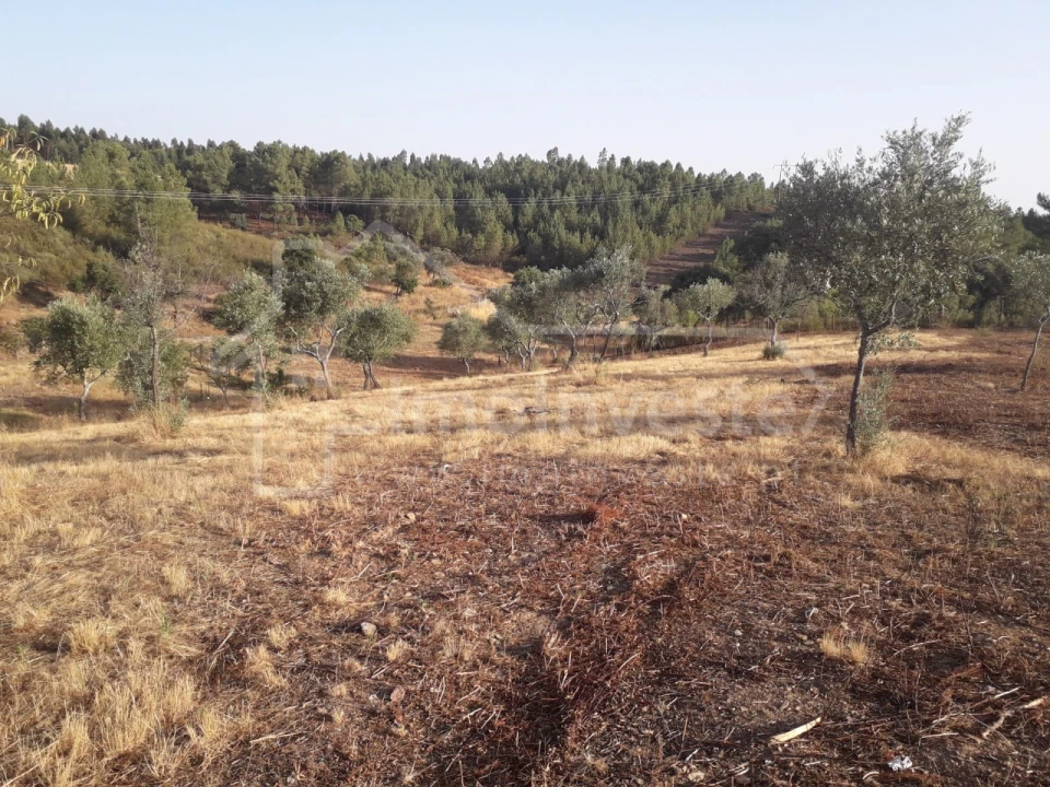 Terreno Agricola ou Rústico para Venda em Benquerenças Foto 4