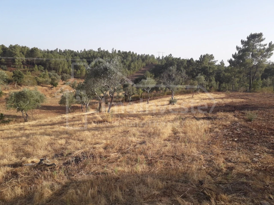 Terreno Agricola ou Rústico para Venda em Benquerenças Foto 5