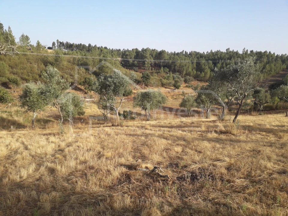 Terreno Agricola ou Rústico para Venda em Benquerenças Foto 6