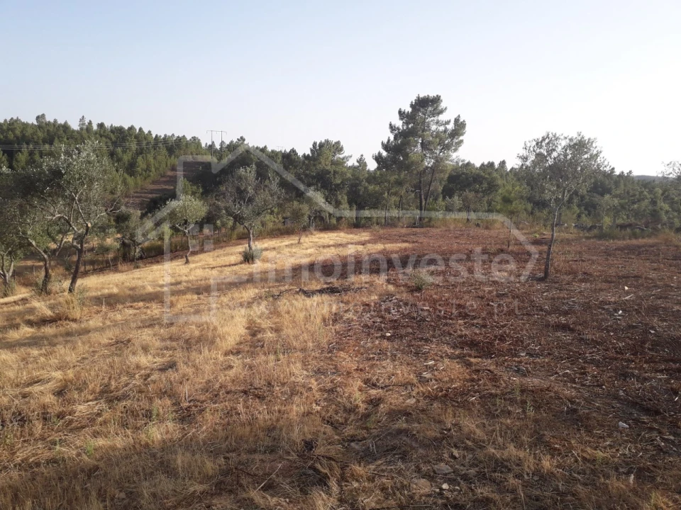 Terreno Agricola ou Rústico para Venda em Benquerenças Foto 7