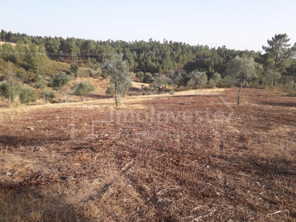 Terreno Agricola ou Rústico para Venda em Benquerenças Foto 8