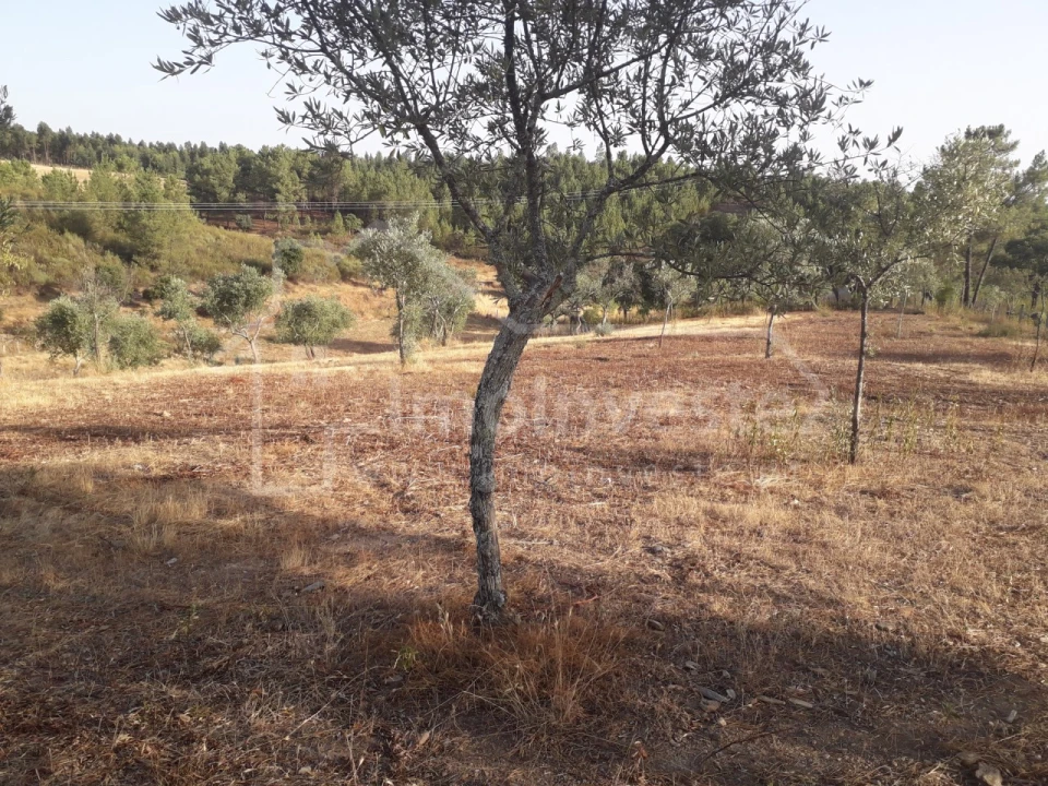 Terreno Agricola ou Rústico para Venda em Benquerenças Foto 9
